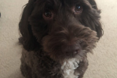 Someone perfected her puppy eyes...