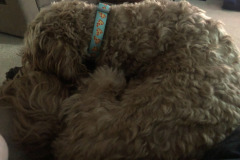 Mistletoe curled up on my lap...