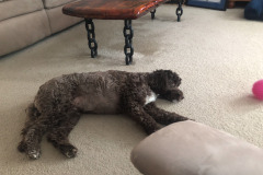 It's a rough life for Mocha...