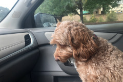 She's looking for squirrels (spoiler alert...none came out to play!)