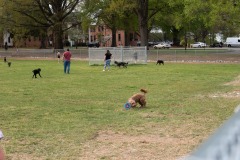 Checking out the new Dix Dog Park!