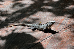 Meanwhile in Cancun...that's a heck of an iguana! (From Julia)