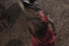 Nicholas meets a goat at the petting zoo Nicholas meets a goat at the petting zoo