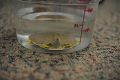 Soft-shell pancake turtle...