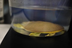 Trying to get some better shots of the soft-shelled pancake turtle...