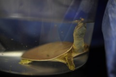 Trying to get some better shots of the soft-shelled pancake turtle...